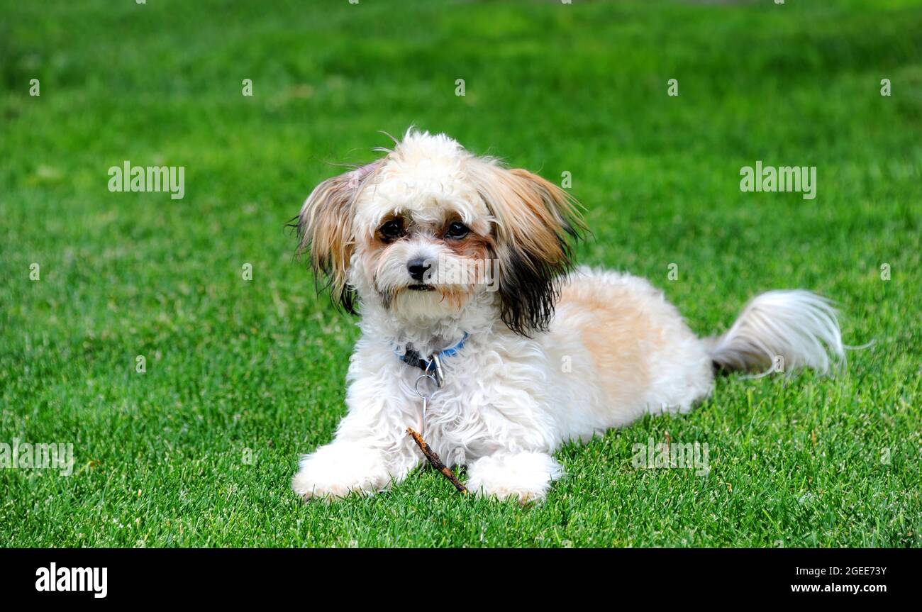 Shih Tzu Poodle High Resolution Stock Photography And Images Alamy