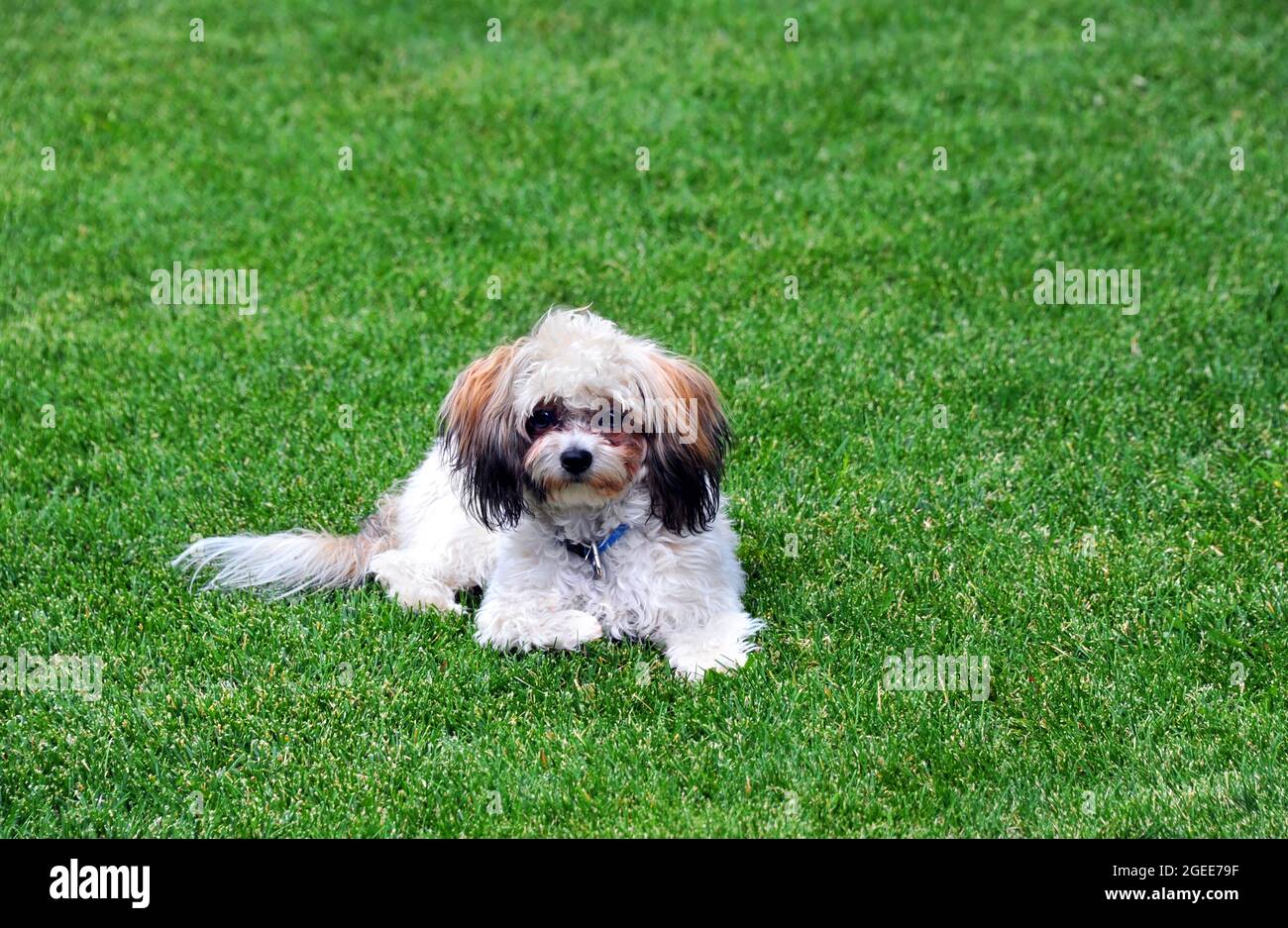 Shih Tzu and Poodle mix, called Shih Poo, enjoys layig on the cool, green grass of its yard. Stock Photo
