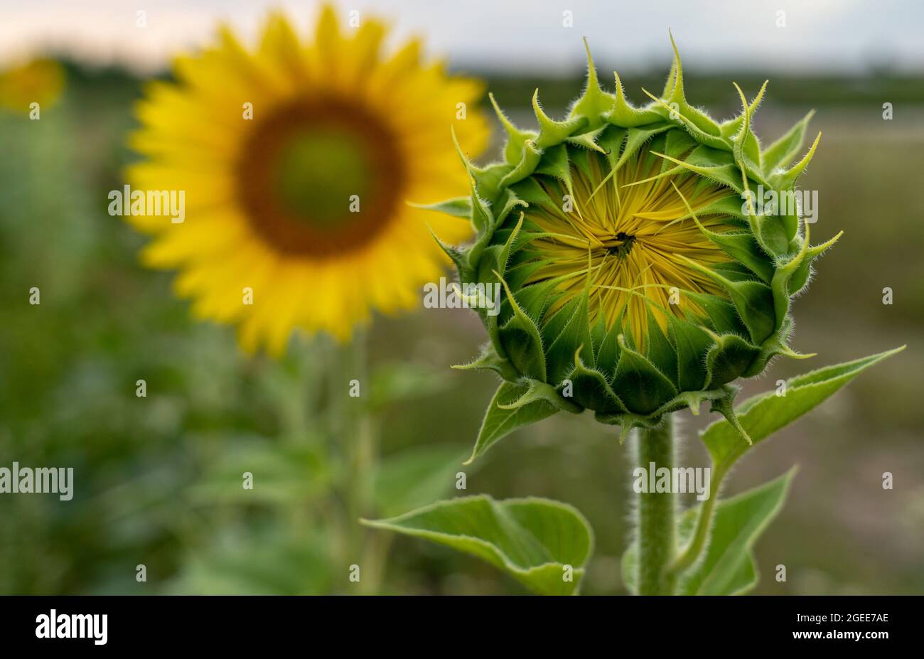 Closeup of a closed sunflower plant in a field surrounded by open