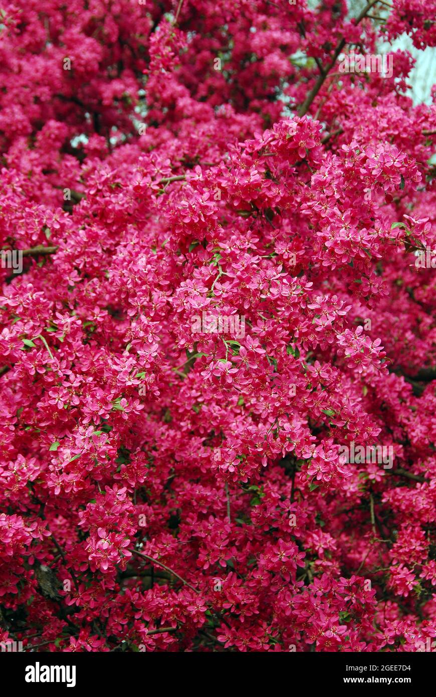 Japanese flowering crabapple, Japanischer Wildapfel, Malus floribunda, dúsvirágú díszalma, Budapest, Hungary, Magyarország, Europe Stock Photo