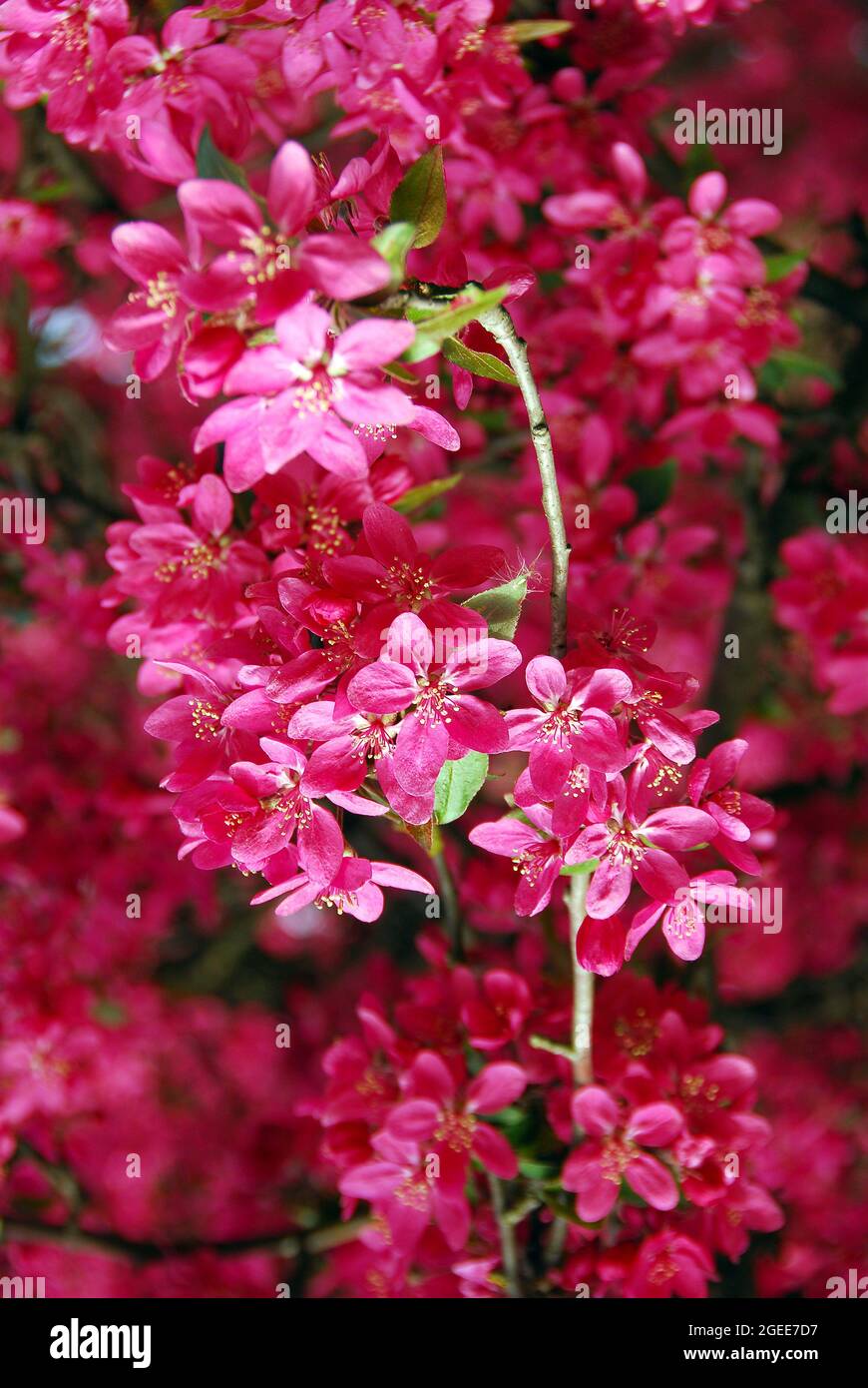 Japanese flowering crabapple, Japanischer Wildapfel, Malus floribunda ...