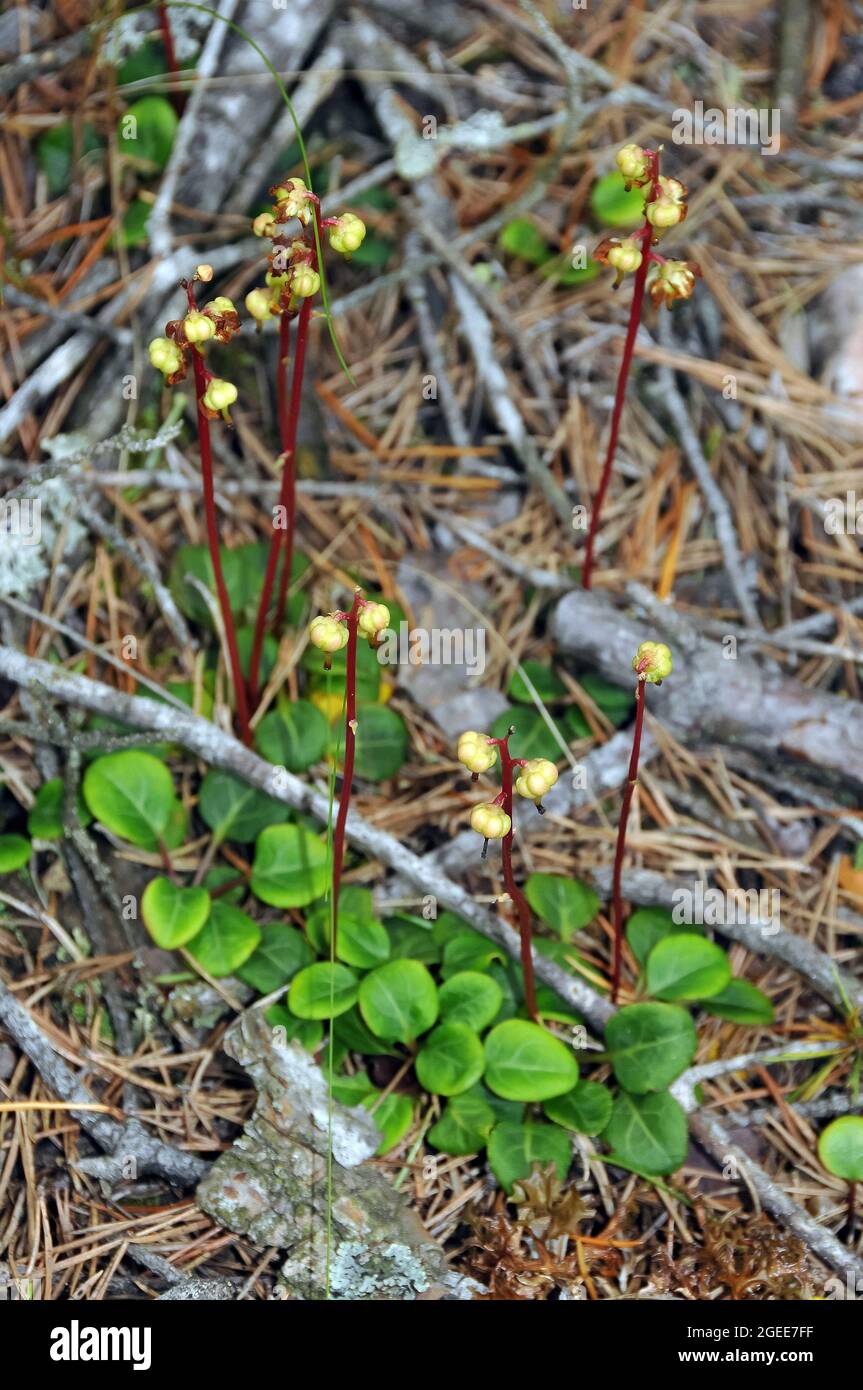 wintergreen, Wintergrün, Pyrola, körtike, Estonia, Europe Stock Photo