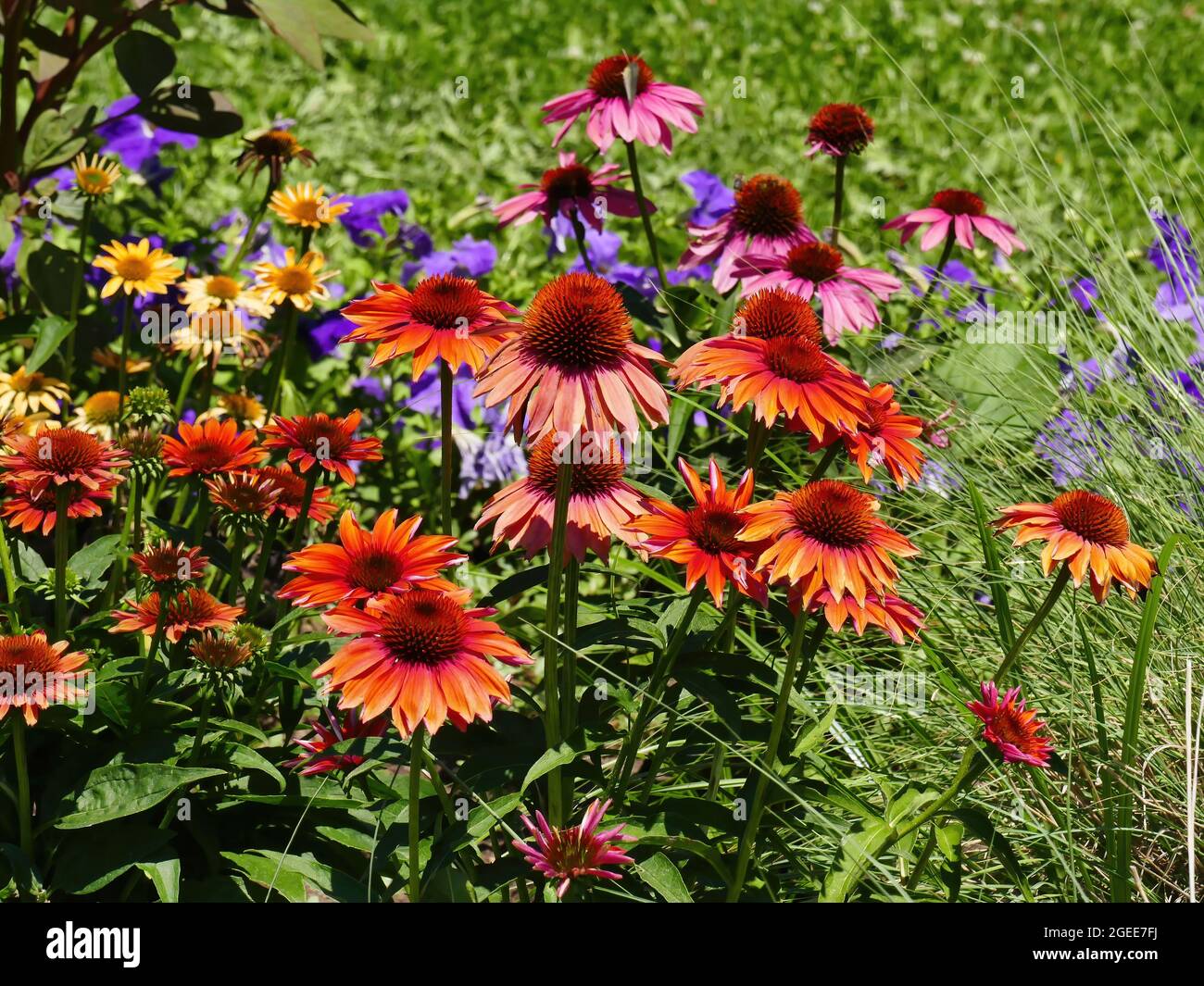 A nice garden patch full of blooming Echinacea flowers of varying colors on a sunny day. Stock Photo