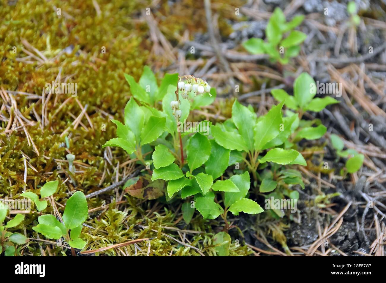 wintergreen, Wintergrün, Pyrola, körtike, Estonia, Europe Stock Photo