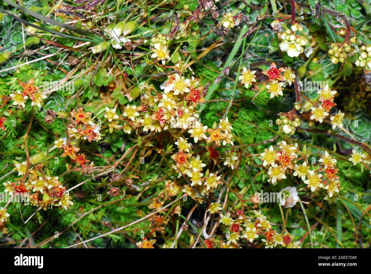saxifrage, Steinbrech, Saxifraga moschata, kőtörőfű, Europe Stock Photo