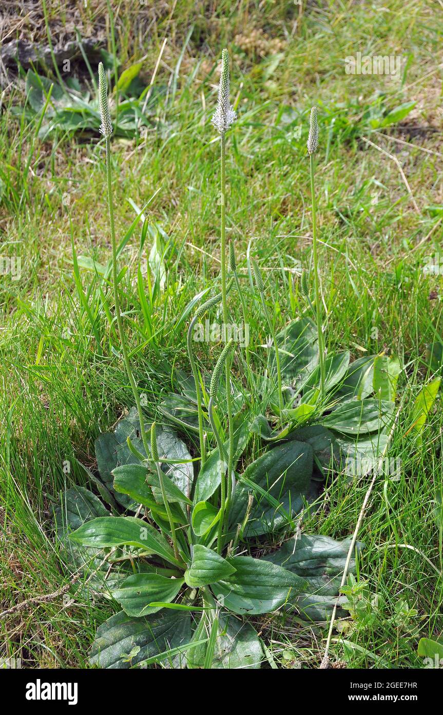 hoary plantain, Mittlerer Wegerich, Plantago media, réti útifű, Estonia, Europe Stock Photo