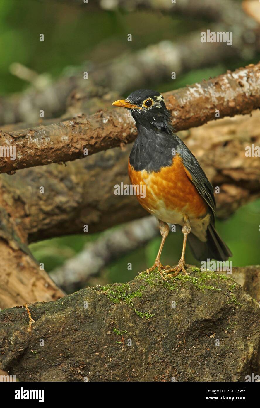 Black-breasted Thrush (Turdus dissimilis) adult male standing on rock, partially leucistic Doi Ang Khang, Thailand     November Stock Photo