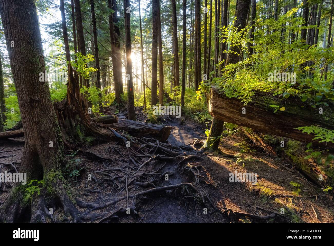 Hiking Path to Mystic Beach in the Vibrant Rainforest Stock Photo