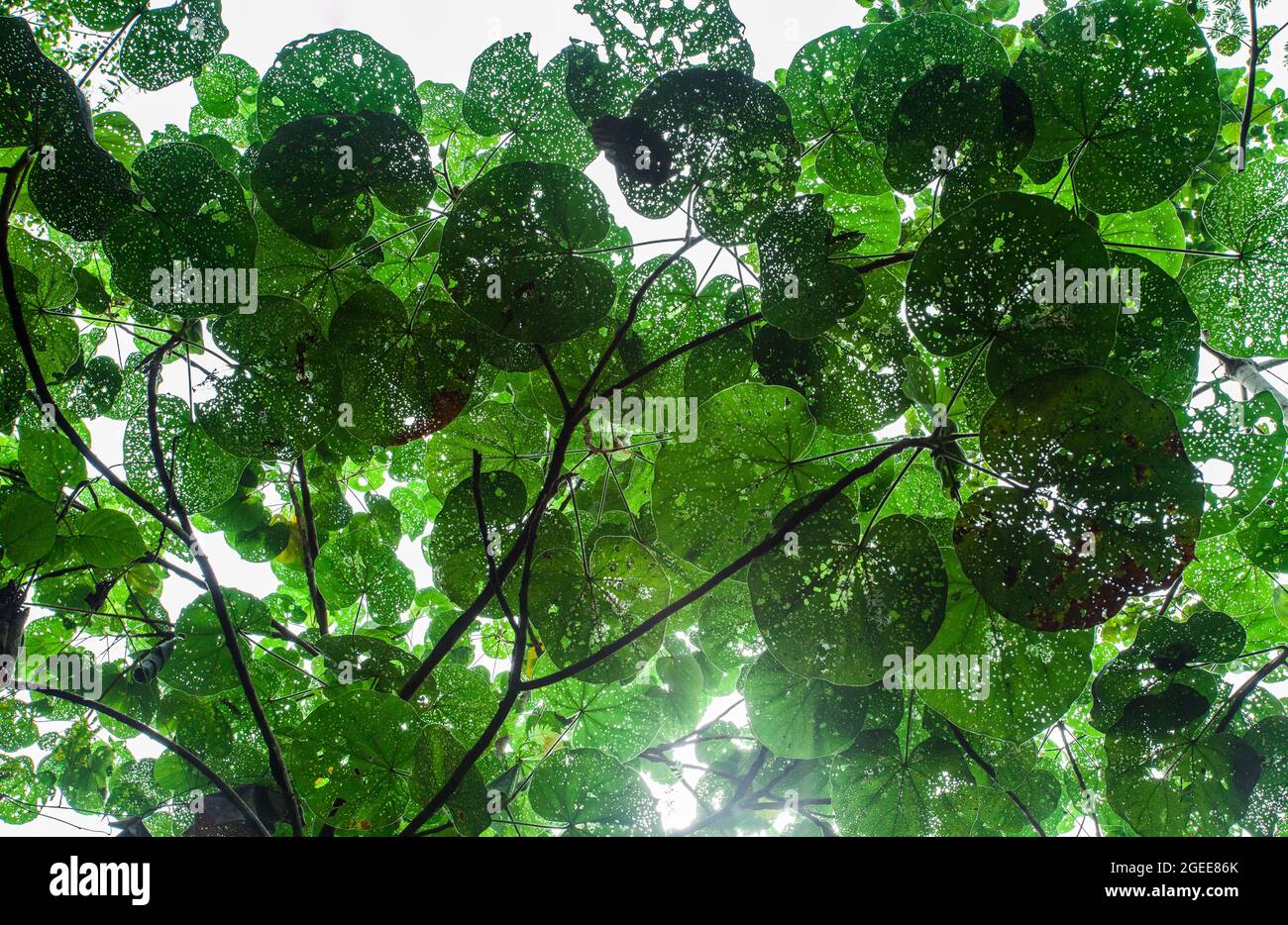 big jungle leaves in malaysia in the taman negara national park Stock