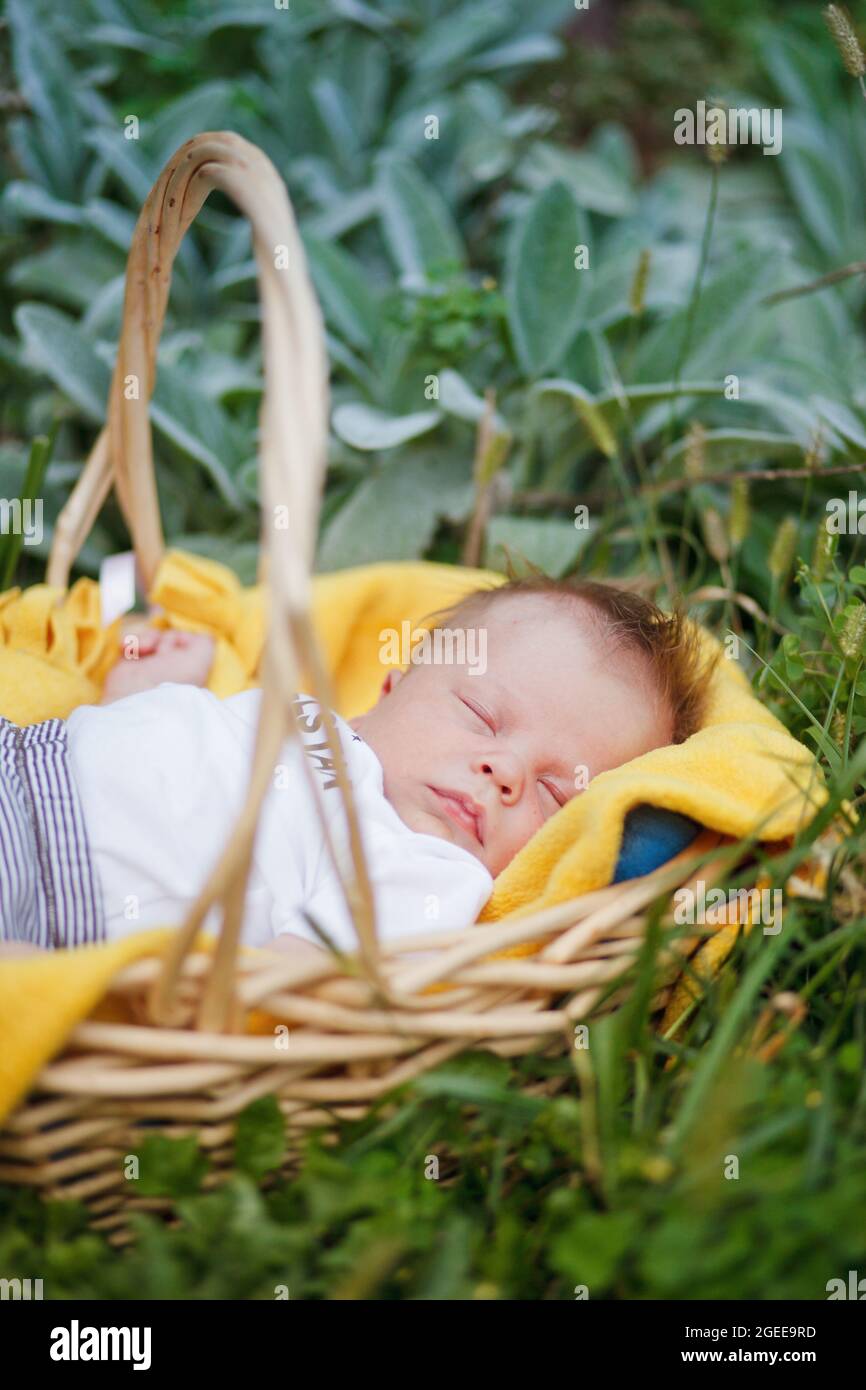newborn sleeps in a basket on the grass with a yellow blanket Stock Photo