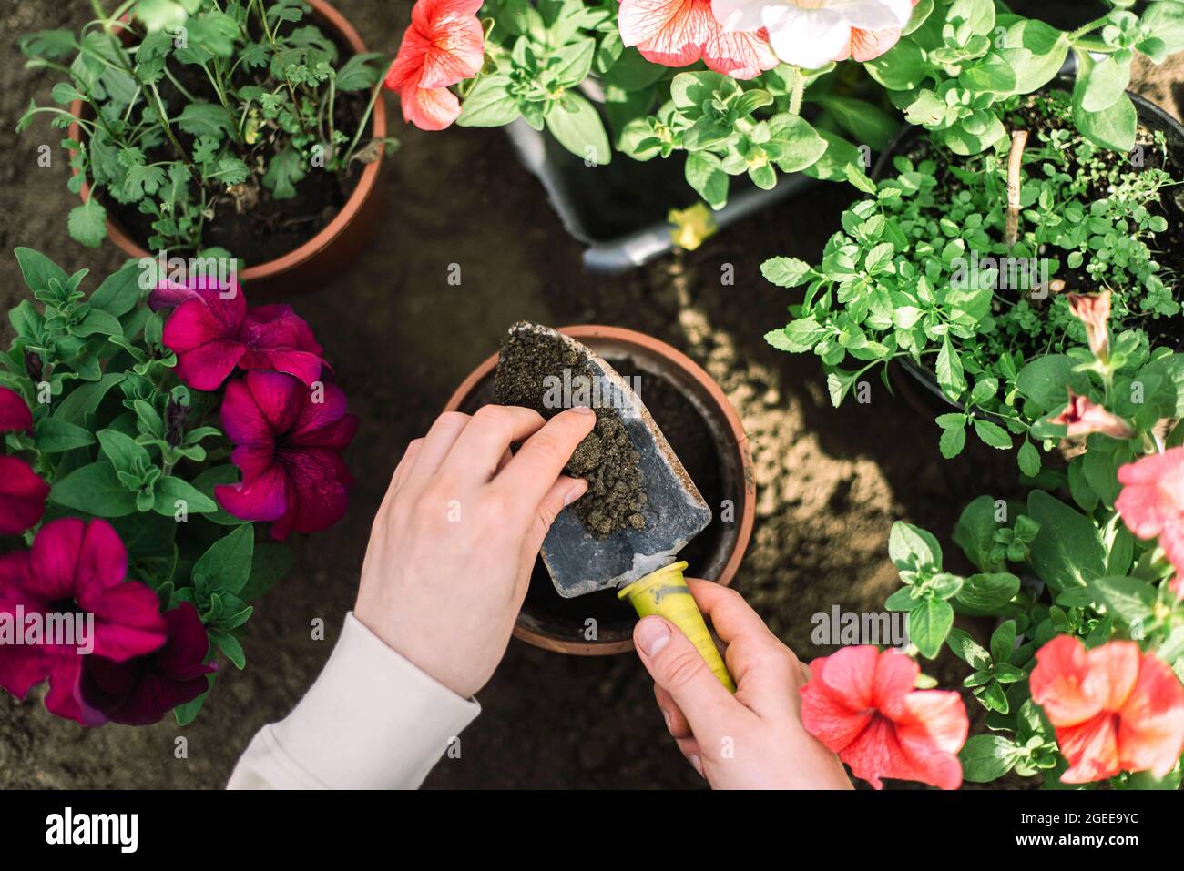 Woman  planting flower in a flower pot Stock Photo