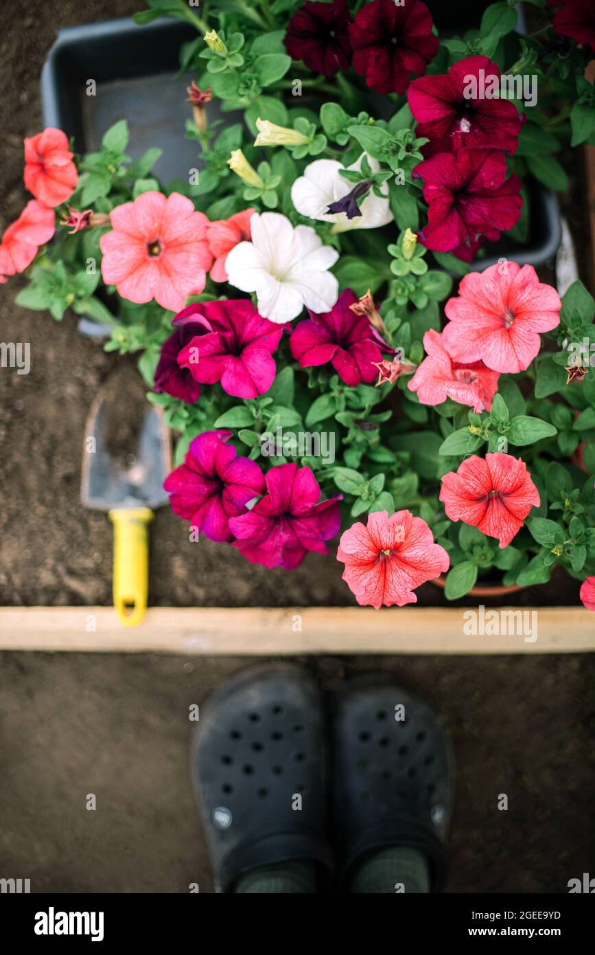 Woman  planting flower in a flower pot Stock Photo