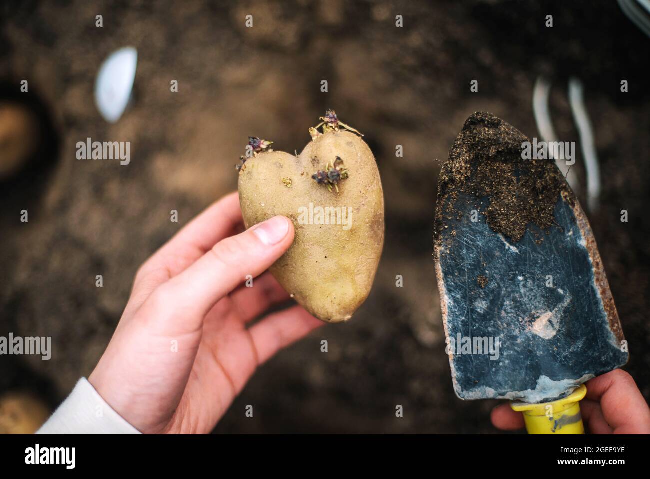Woman planting potatoes in a home vegetable garden Stock Photo