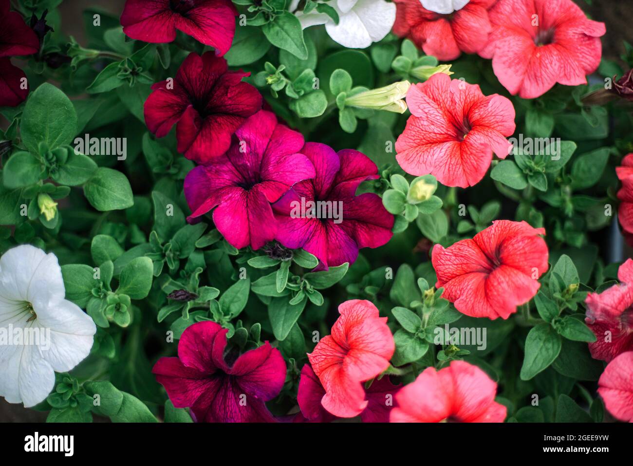 Petunia flowers for sale in garden Stock Photo