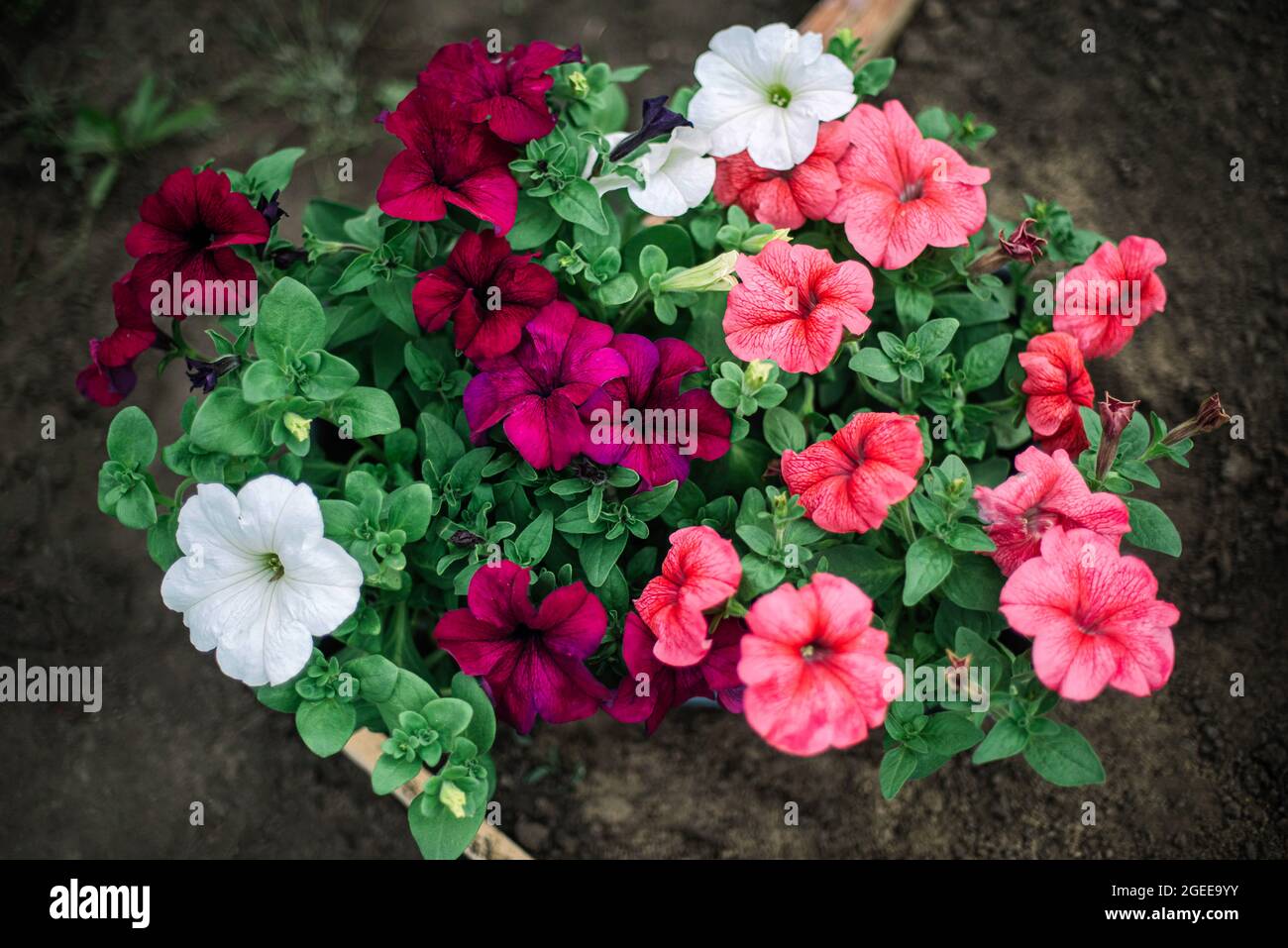 Petunia flowers for sale in garden Stock Photo