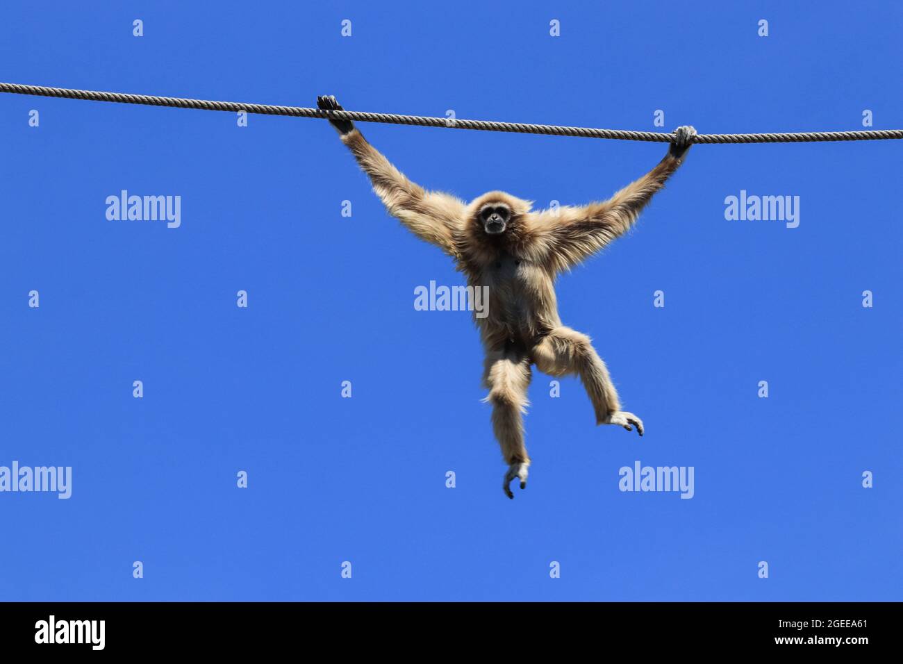 Common gibbon swinging from rope with blue sky in background Stock Photo