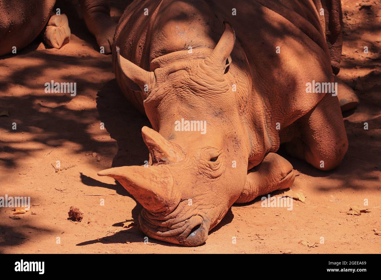 African White Rhino resting after a mud bath Stock Photo