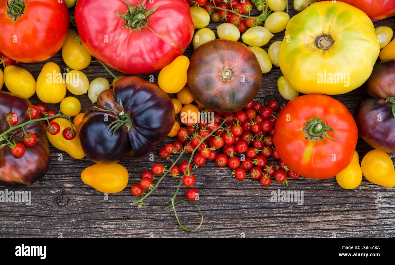 Heirloom tomatoes full of colors and taste Stock Photo Alamy