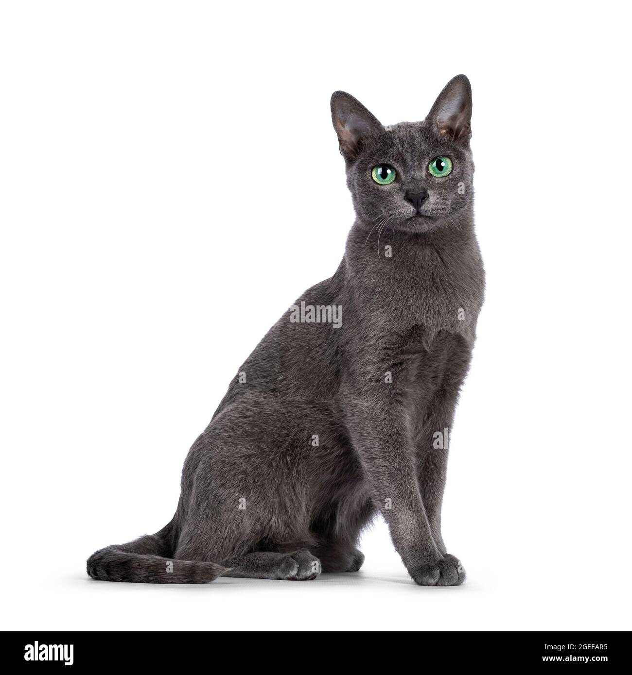 Young silver tipped Korat cat, sitting side ways. Looking towards camera with bright green eyes. Isolated on a white background. Stock Photo