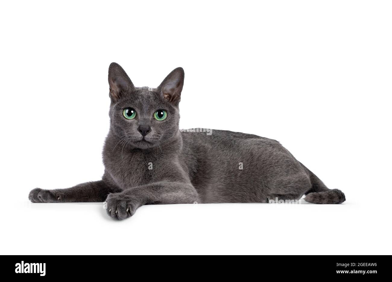 Young silver tipped Korat cat, laying down side ways. Looking towards camera with bright green eyes and attitude. Isolated on a white background. Stock Photo