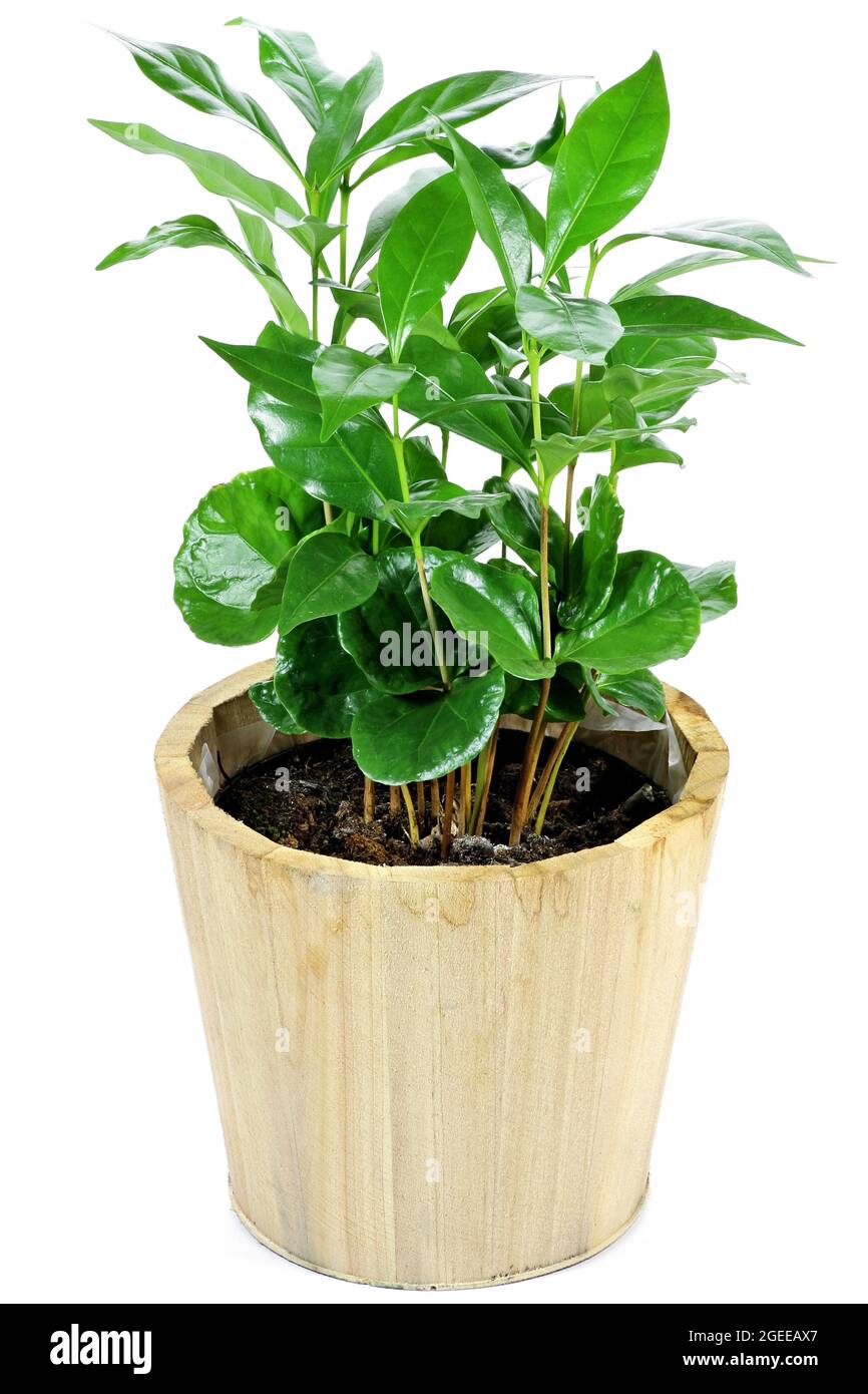coffee plant isolated on white background Stock Photo - Alamy