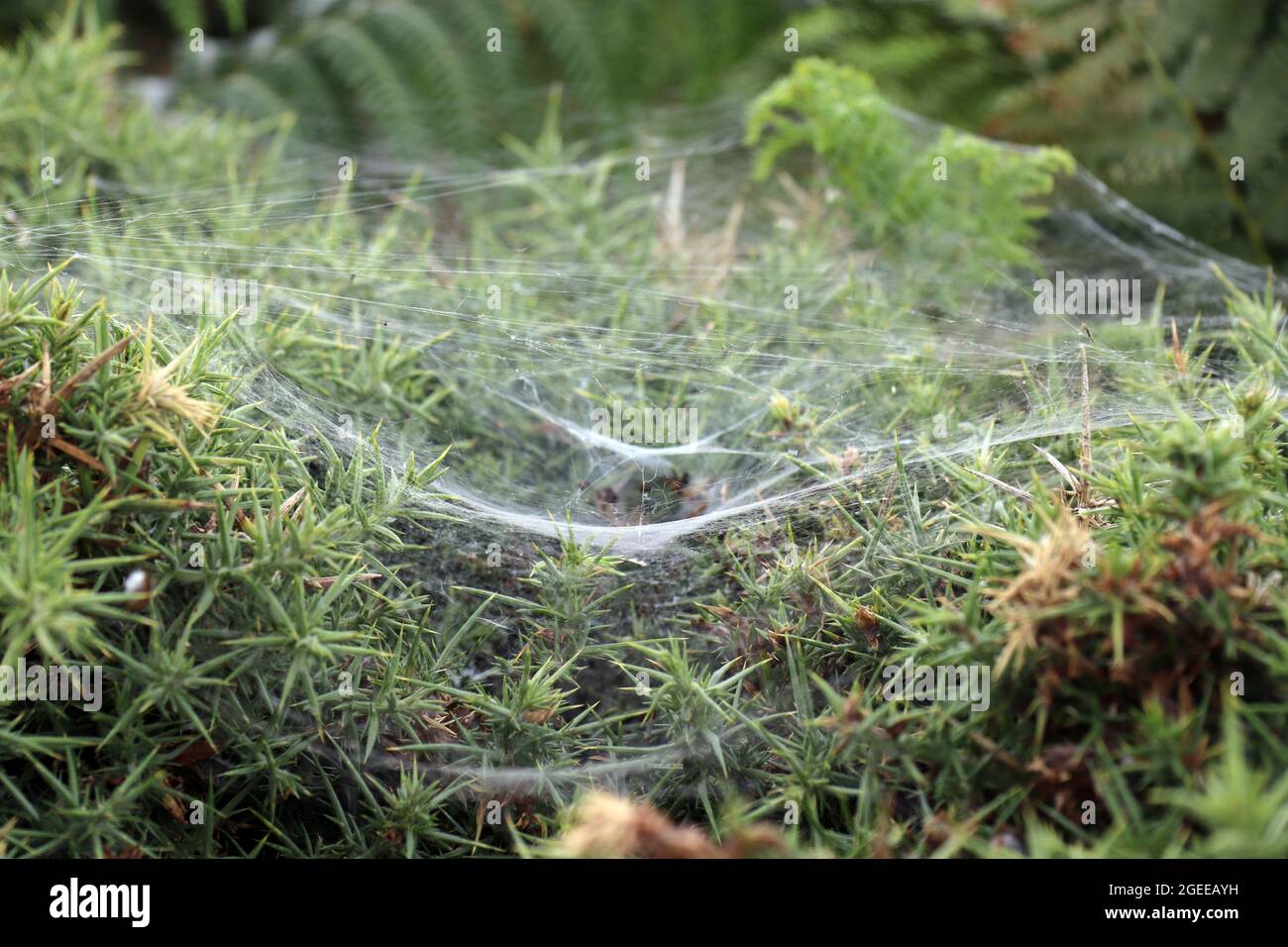 spiders webs on gorse in Cornwall Stock Photo