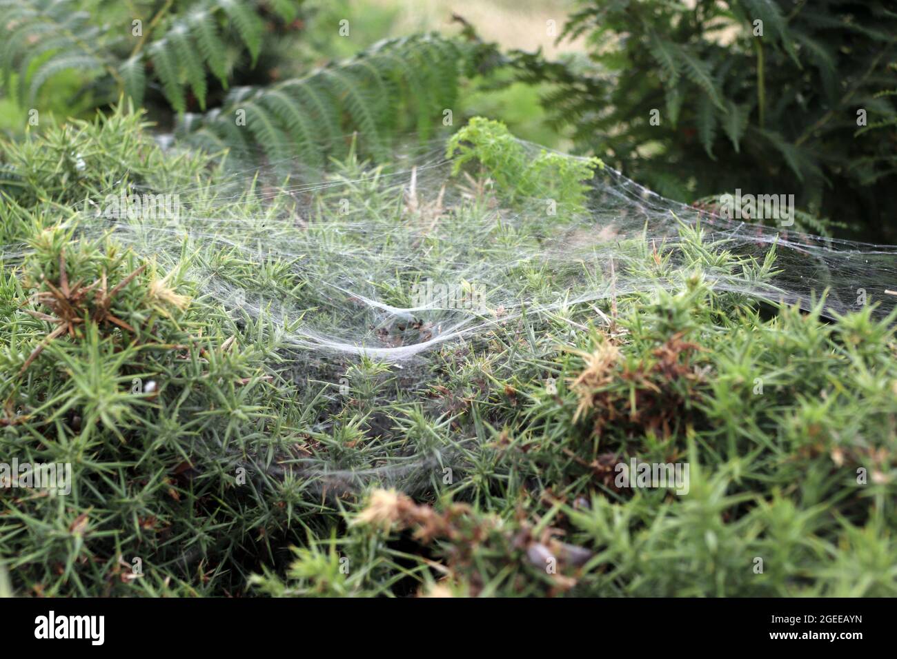 spiders webs on gorse in Cornwall Stock Photo