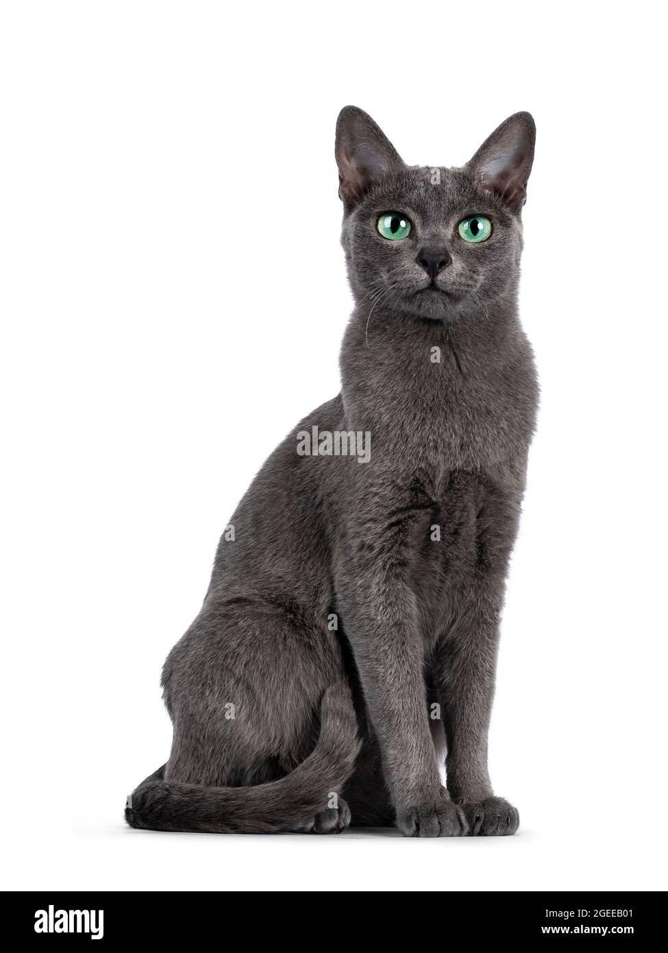 Young silver tipped Korat cat, sitting up like statue. Looking towards camera with bright green eyes and attitude. Isolated on a white background. Stock Photo
