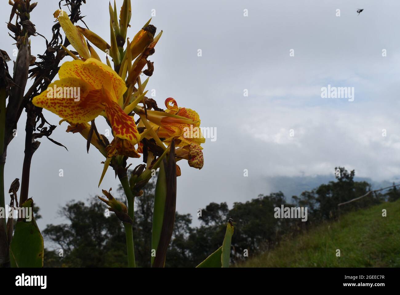 yellog big flowers of a canna indica Stock Photo