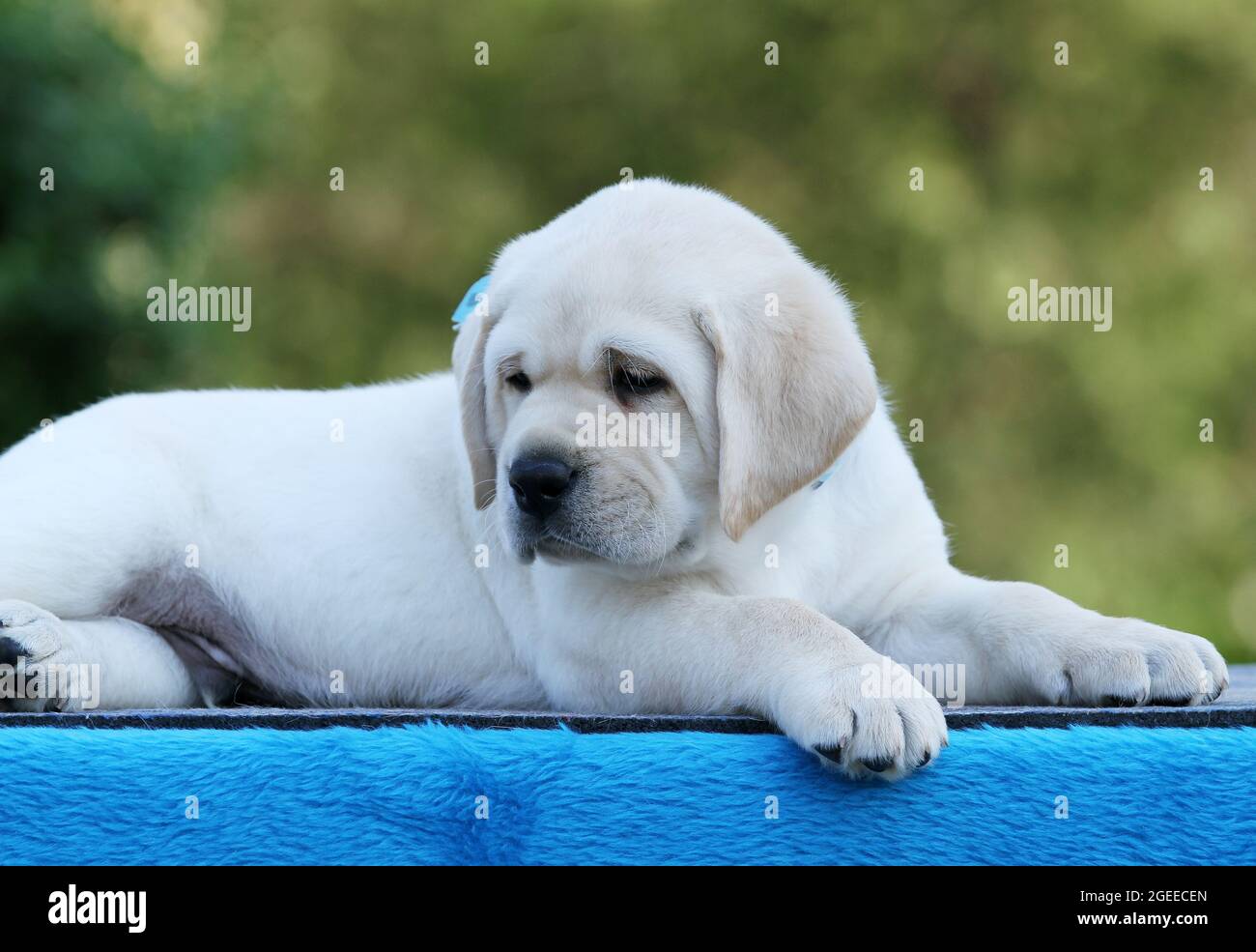 the yellow labrador puppy on the blue background Stock Photo - Alamy