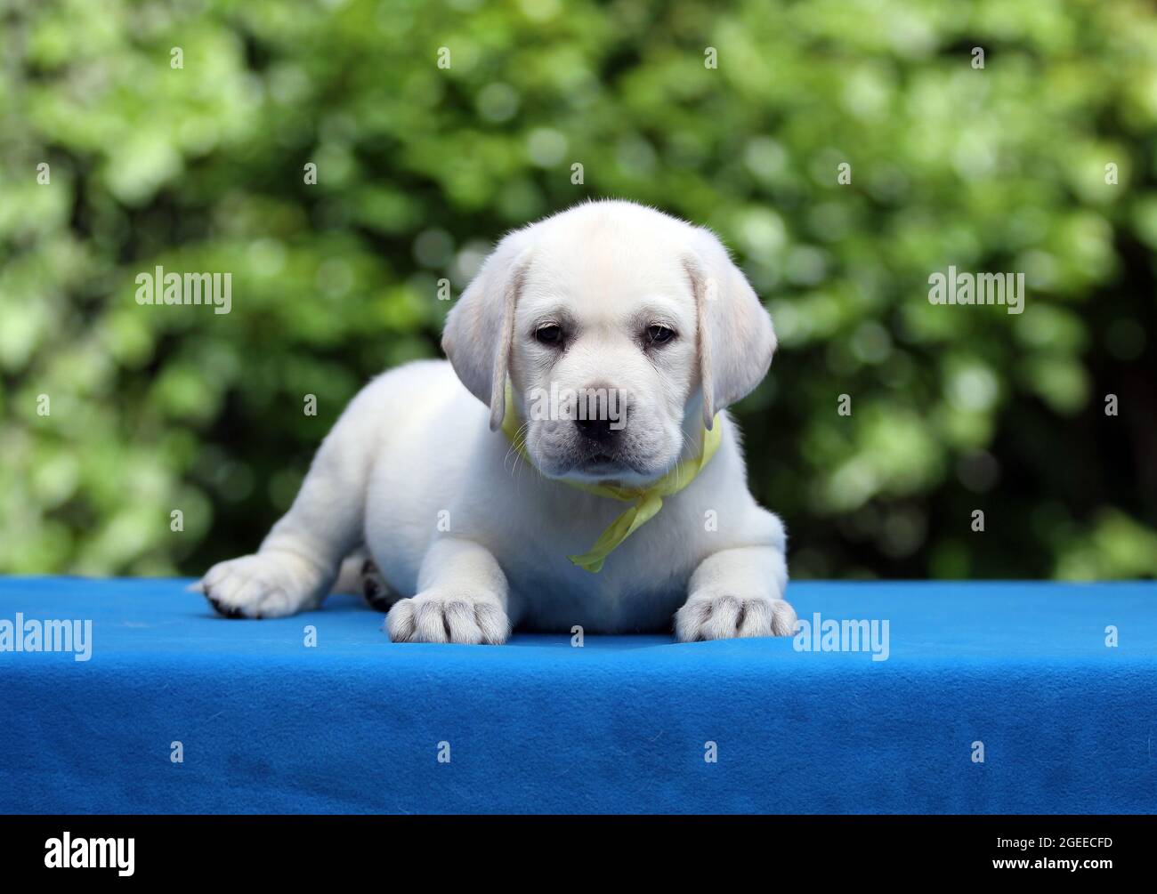 nice yellow labrador puppy on the blue background Stock Photo - Alamy