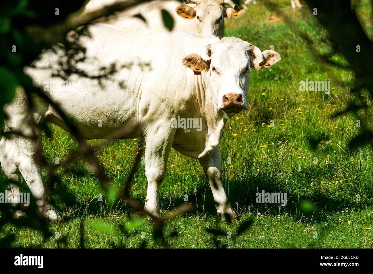 Calves at pasture, Le Grand Vey, Manche department, Cotentin, Normandy Region, France Stock Photo