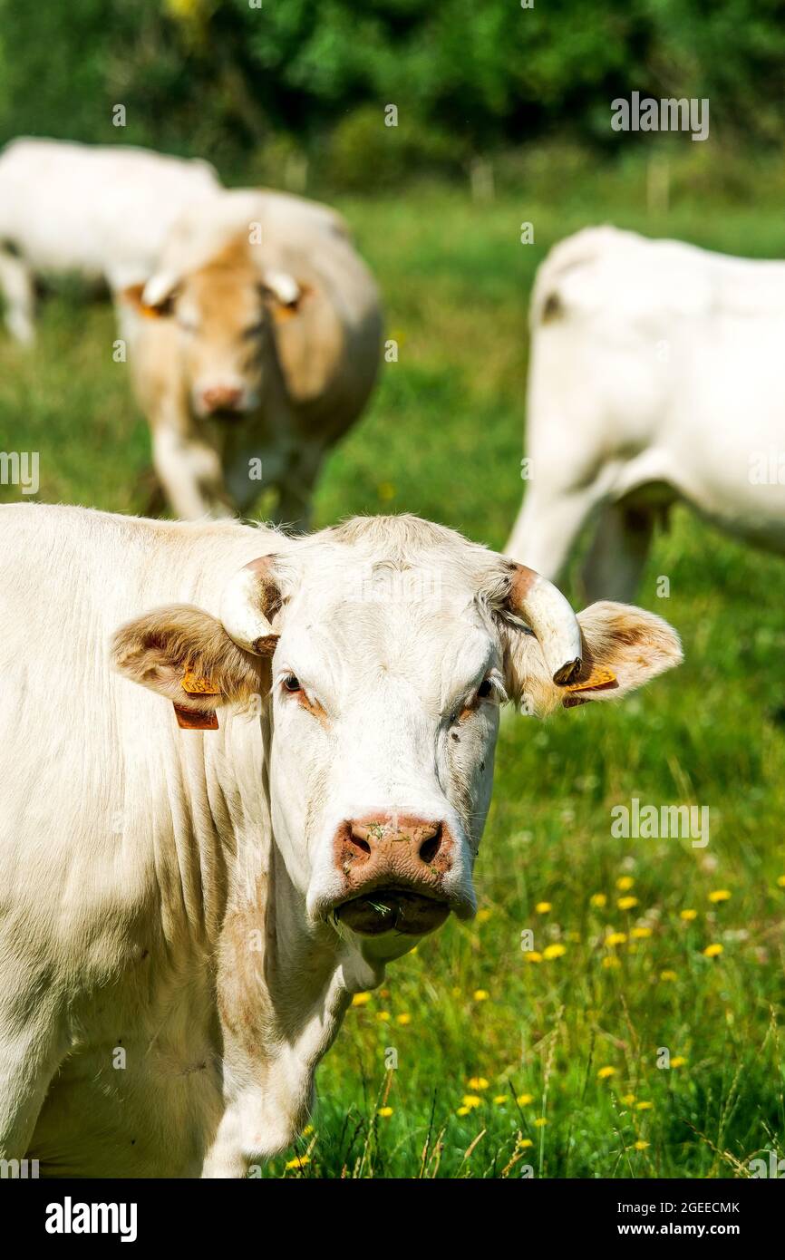 Calves at pasture, Le Grand Vey, Manche department, Cotentin, Normandy Region, France Stock Photo