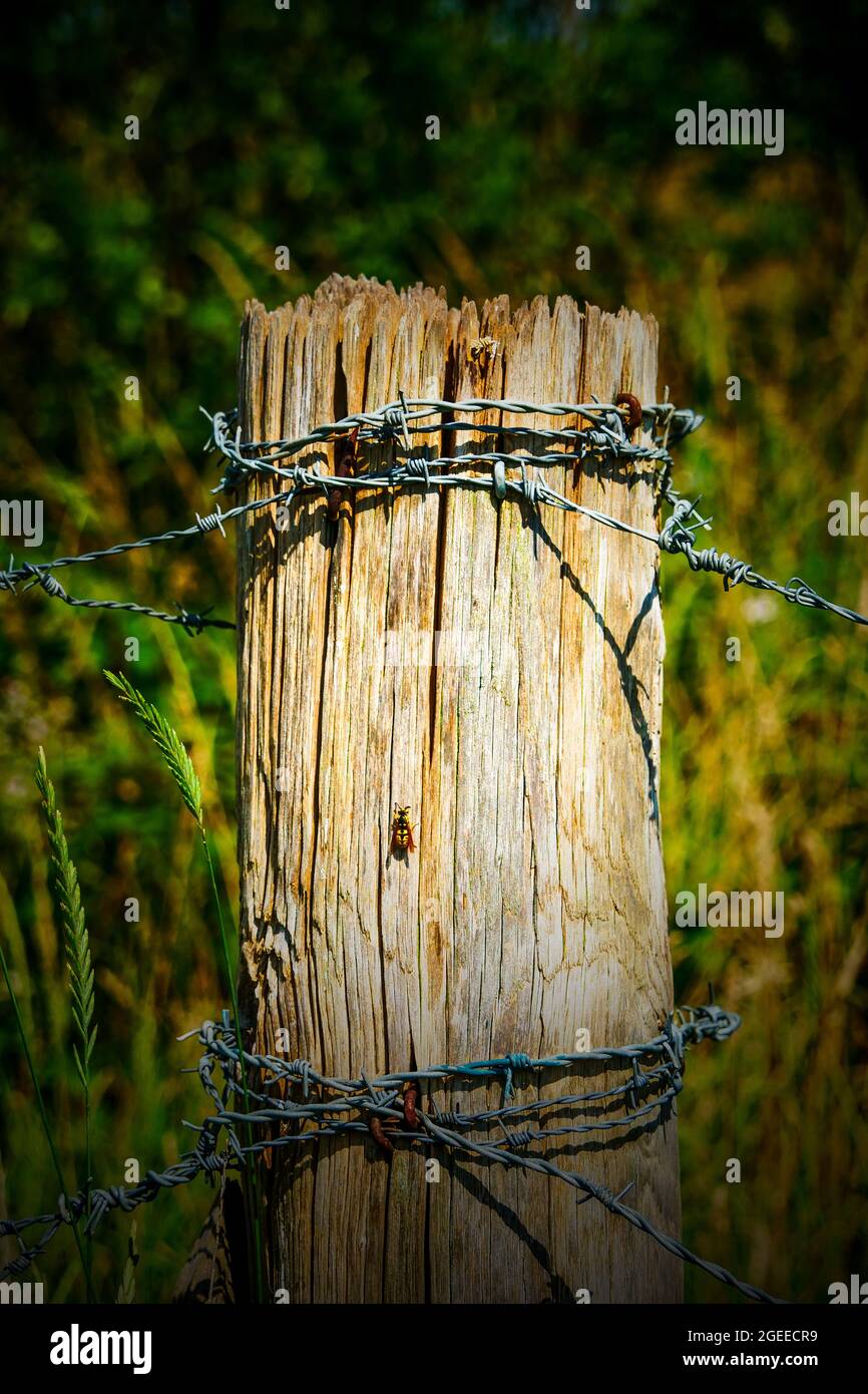 Wooden pole and barbed wire, digitally filtered view, Le Grand Vey, Manche department, Cotentin, Normandy Region, France Stock Photo