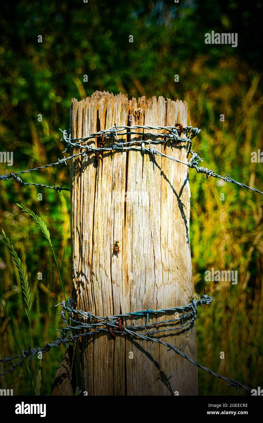 Wooden pole and barbed wire, digitally filtered view, Le Grand Vey, Manche department, Cotentin, Normandy Region, France Stock Photo