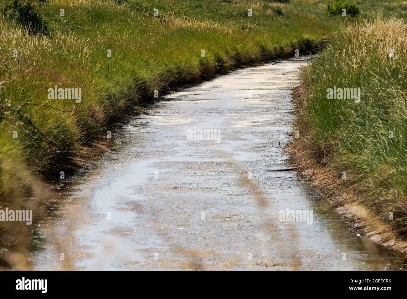 The Swamp - Le Marais, at low tide, Le Grand Vey, Manche department, Cotentin, Normandy Region, France Stock Photo
