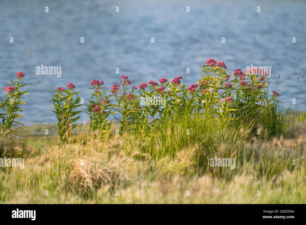 A row of Swamp Milkweed plants in full bloom growing by the shoreline of a lake at the height of its season in mid July in Colorado. Stock Photo