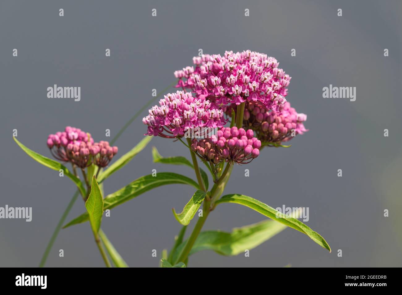 Closeup of a vibrantly pink Swamp Milkweed plant blossoming against a neutral gray background. Stock Photo