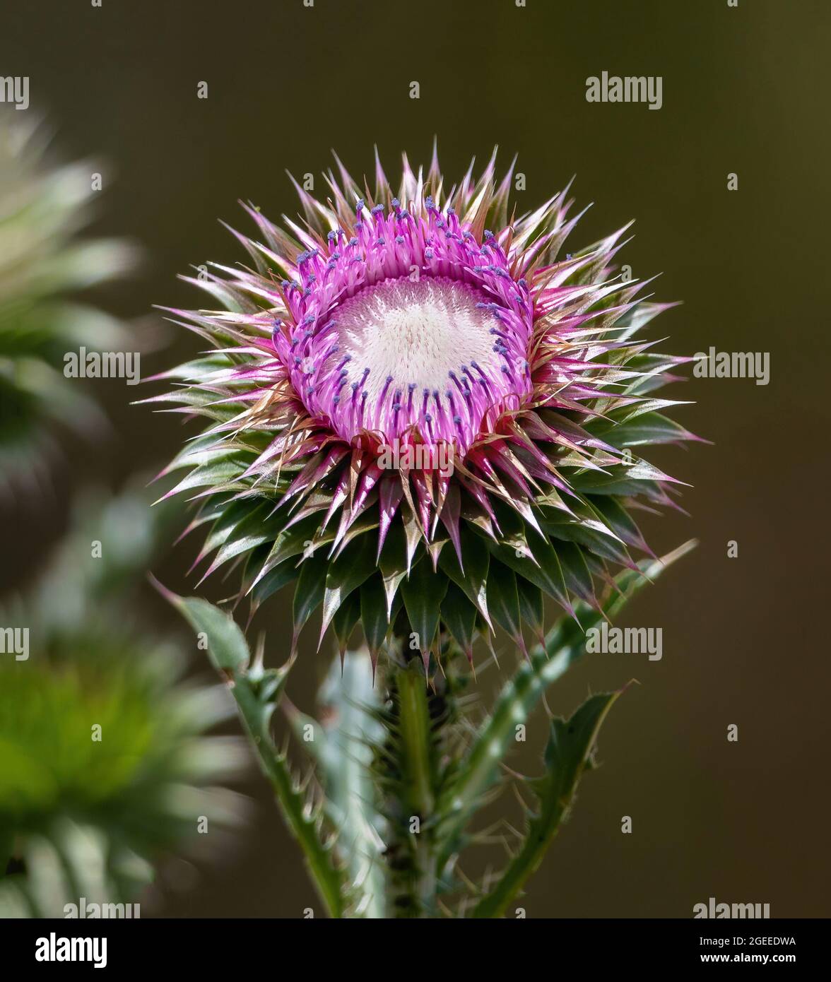 Musk Thistle flower head, close up, showing inner seeds and structure in the early flowering stage. Stock Photo