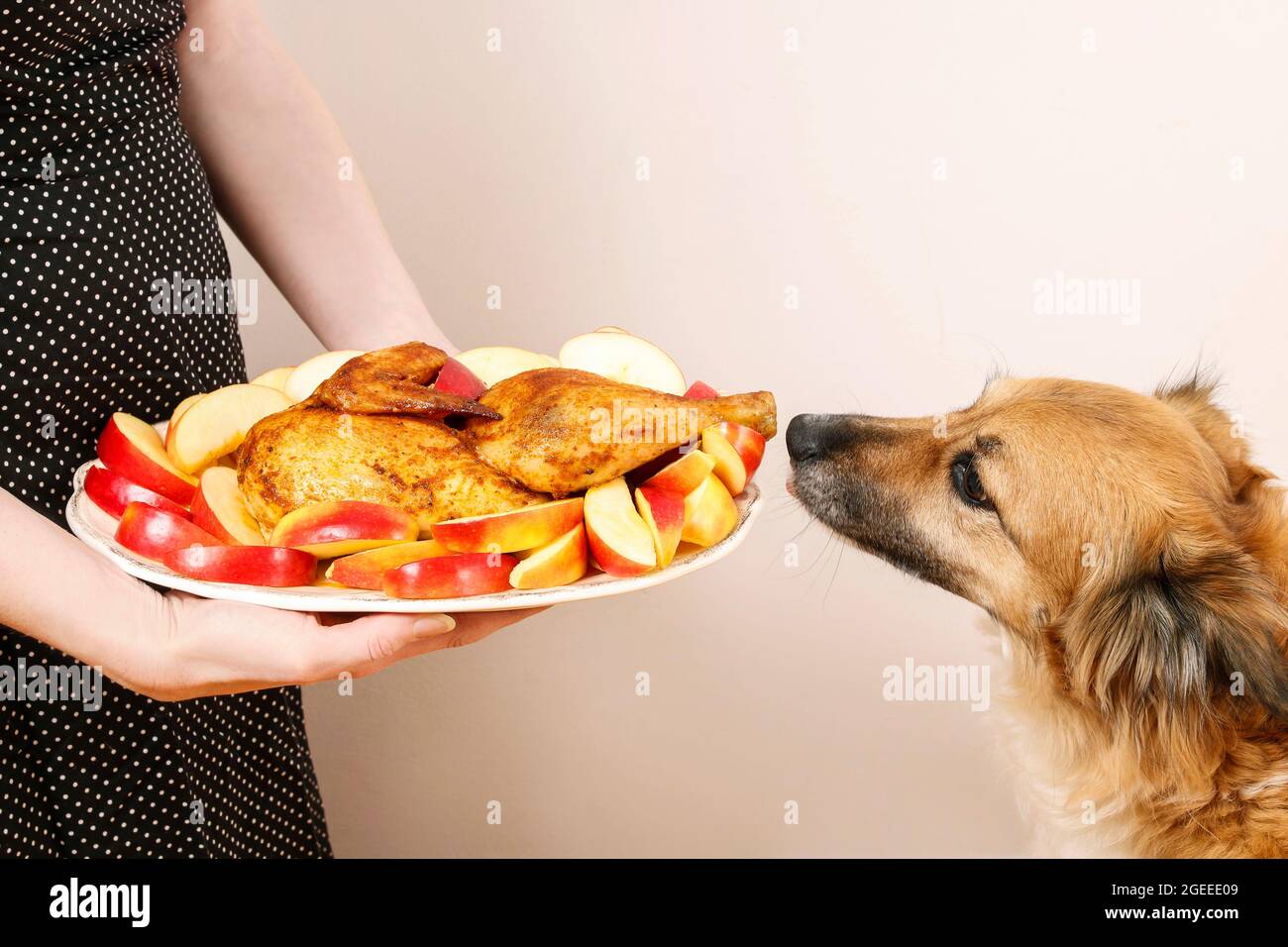 Dog eats whole hot sale chicken
