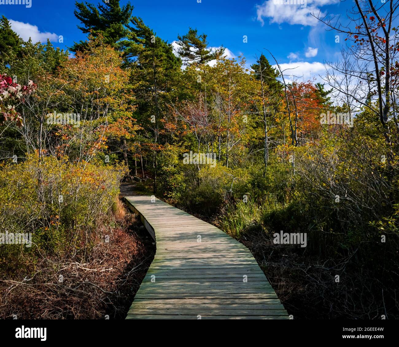 boardwalk trail in frog pond on a nice autumn day in nova scotia Stock