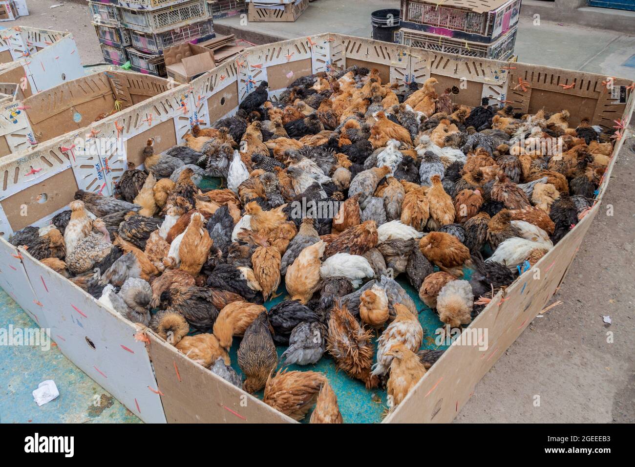 Live chicken for sale on a market in Puno, Peru Stock Photo Alamy