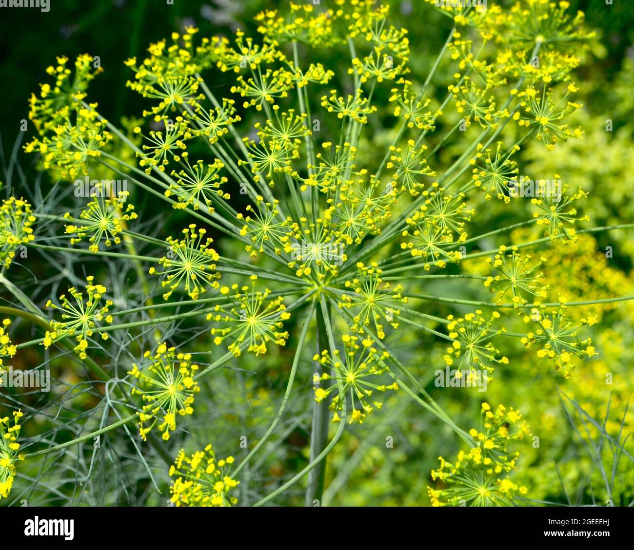The fennel flowerhead is a series of flat umbels made up of many tiny yellow flowers held on short flower stalks. Closeup. Stock Photo