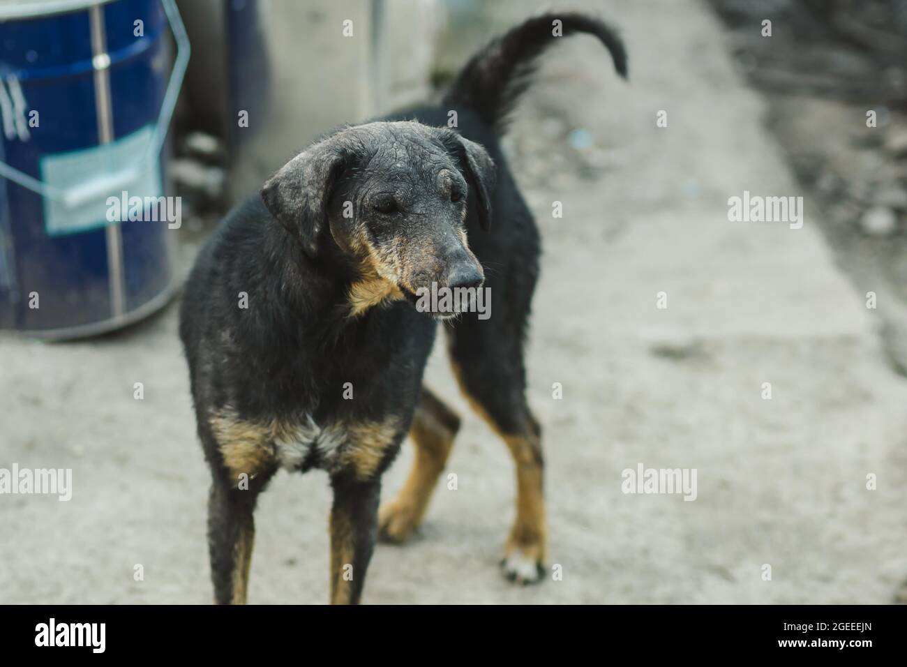 Black scared stray dog. Disadvantaged street dog. Stock Photo