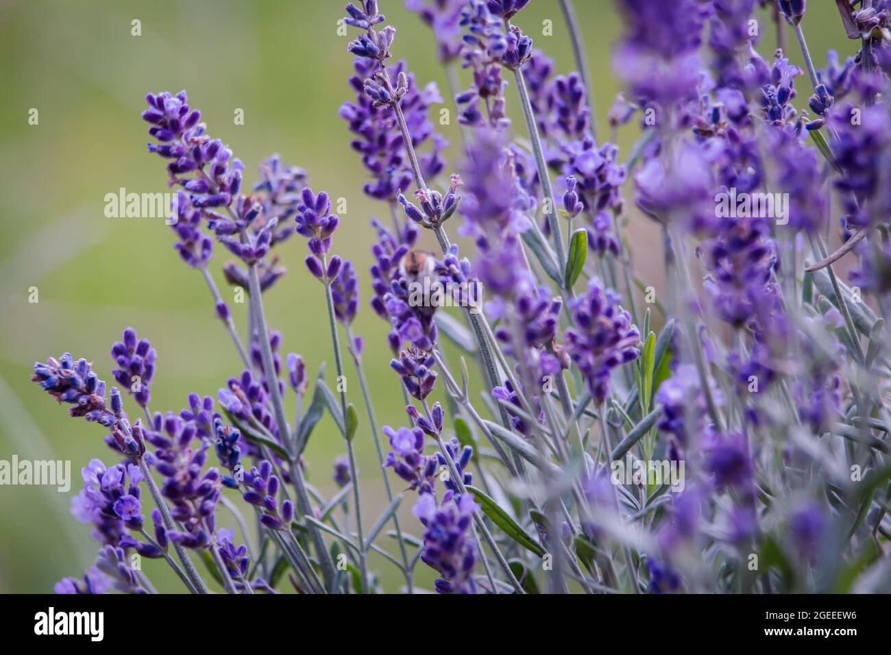 Real lavender flowers with insects close up nature backgrounds Stock