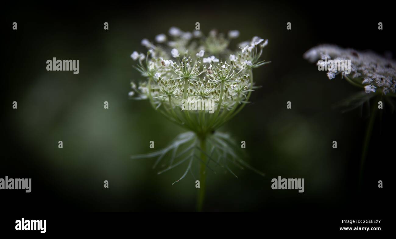 Dark green bokeh background hi-res stock photography and images - Alamy