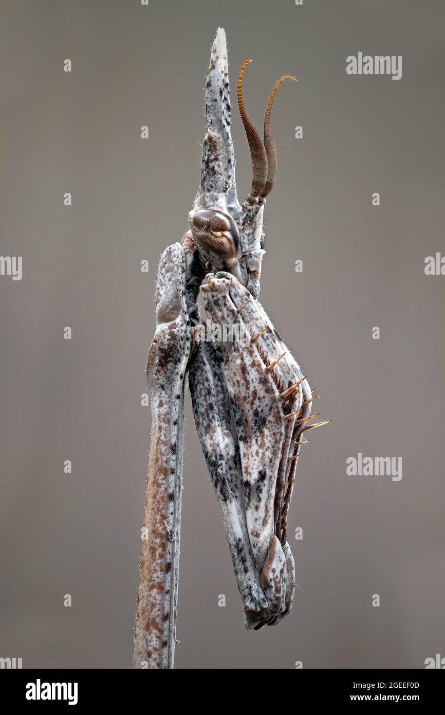 Vertical closeup of the Empusa fasciata Stock Photo - Alamy