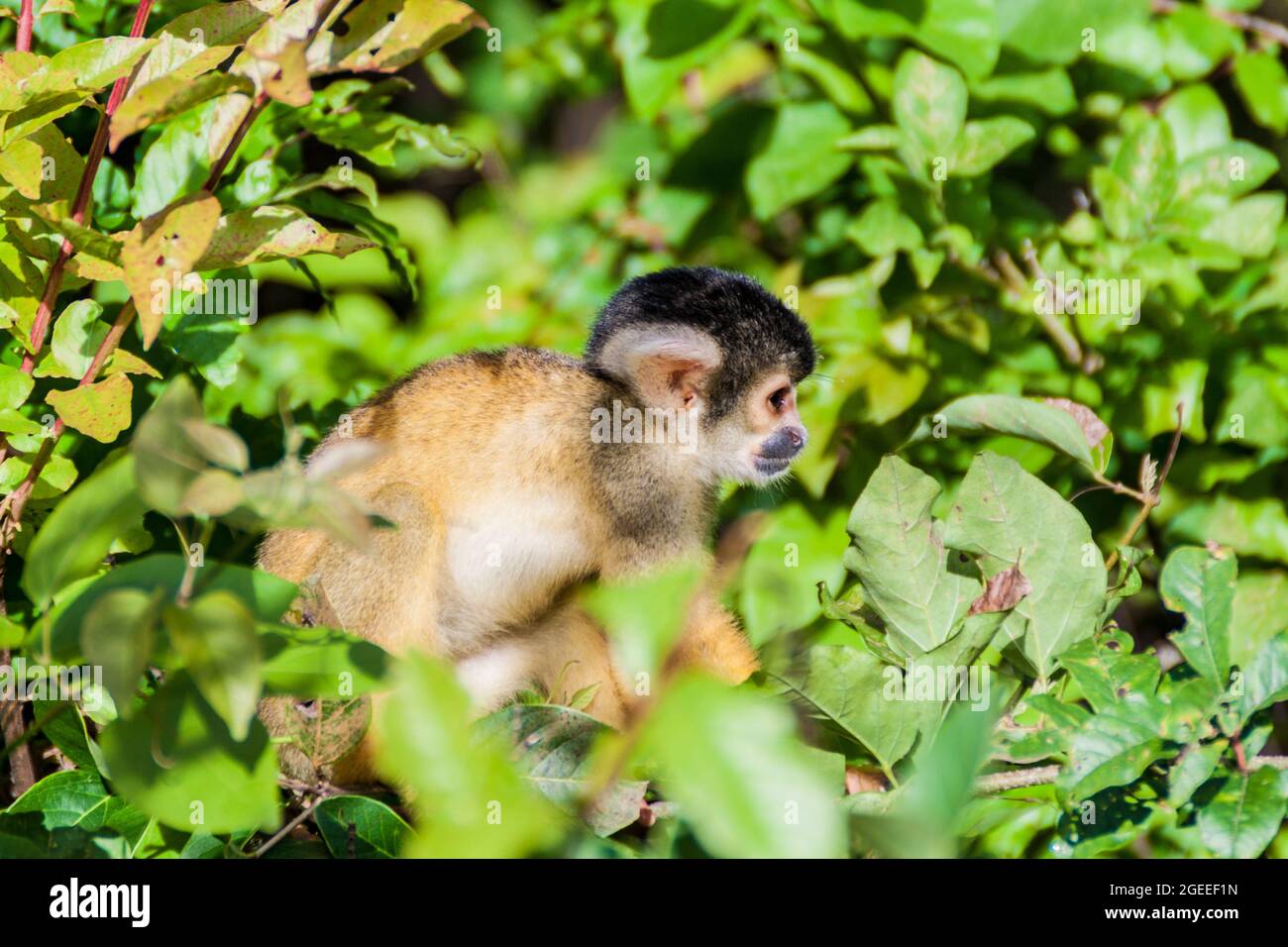 Tree lining hi-res stock photography and images - Alamy