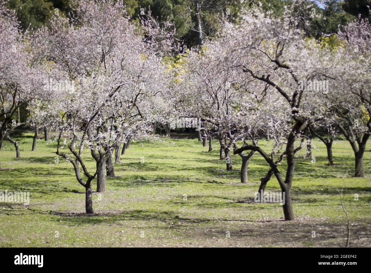 Beautiful shot of blooming trees in a garden. Spring in Madrid Stock ...