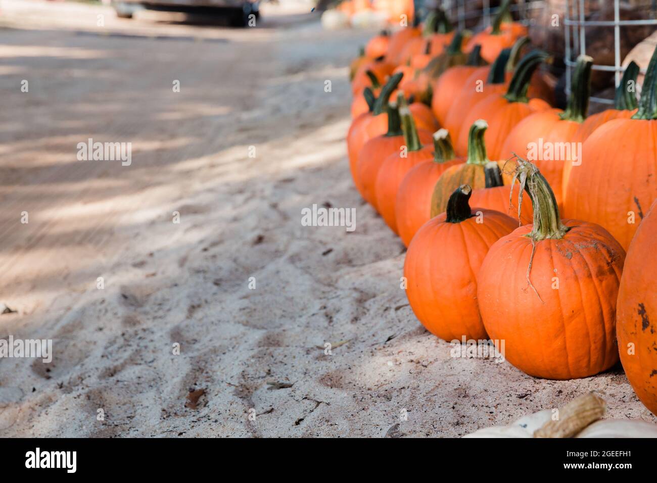 A row of fall orange pumpkins sitting on the ground at a fall festival ...